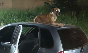小哥车子被盗，等被警方找回时发现车顶趴着一只来路不明的流浪狗