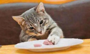 猫一个月吃多少罐头