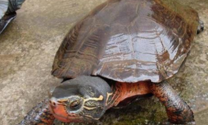 黑颈乌龟能活多少年