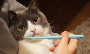 猫咪嘴巴臭是什么原因怎么解决