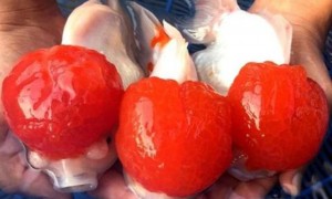 鹤顶红金鱼能繁殖吗