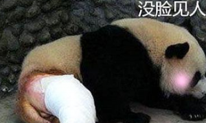 熊猫被卷入“群架”，骨折被剃毛，“一剃成名”：快把我裤子拿来