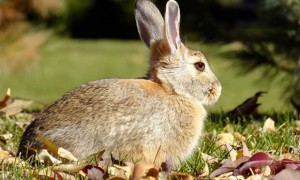 东部棉尾兔可以养几年