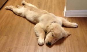 狗为啥冬天喜欢睡地板
