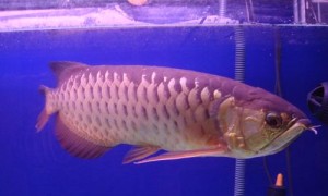 橙红龙鱼能繁殖吗