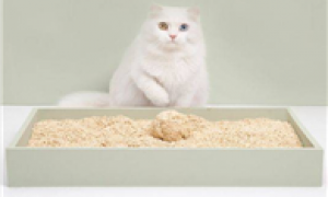 猫砂在哪批发便宜
