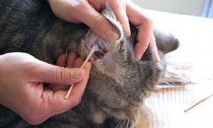 宠物医院治疗猫耳螨多少钱