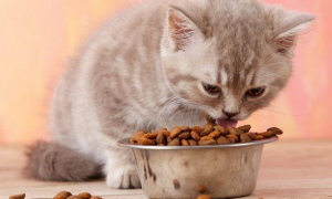 猫粮怎么喂比较好
