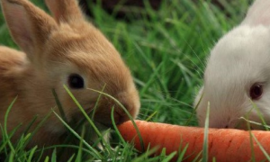 兔子能不能吃胡萝卜
