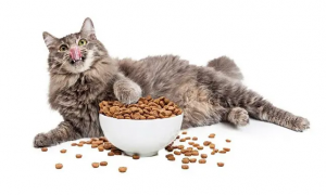 猫可以吃什么零食的东西