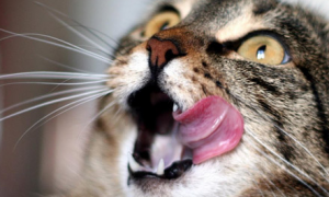 猫咪口臭正常吗？如何处理？