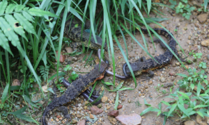 云南西双版纳：1.2米长蜥蜴闯民宅 民警将其捕获