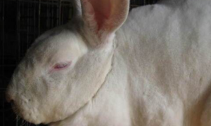 齐兴肉兔几个月能繁殖