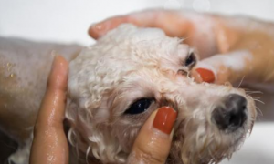 给小狗洗澡可以用人的沐浴露吗