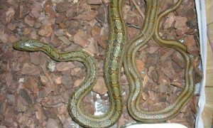 双斑锦蛇是保护动物吗