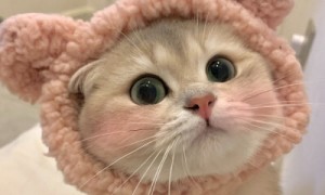 猫猫吐毛球有什么缓解办法吗