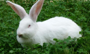 安川兔多久可以生兔子