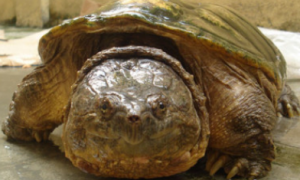 南美拟鳄龟能活多少年