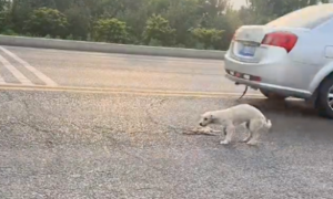 小狗被车轧死只剩皮了，狗妈不顾危险还冲到马路上想带它走