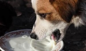 小狗能喝酸奶吗?