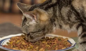 猫粮多少钱一斤的好