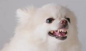 狗狗牙黄是怎么回事儿？