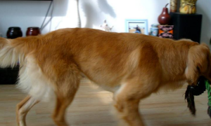黄金猎犬的毛色有几种