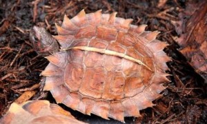 刺山龟可以深水养吗