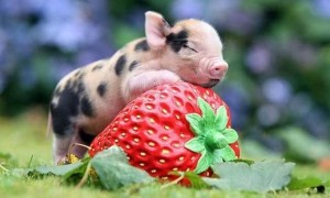 胡利亚尼猪最大能养多少斤