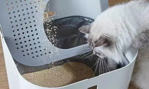 15l猫砂是多少斤