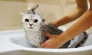 猫咪驱虫后多久可以洗澡