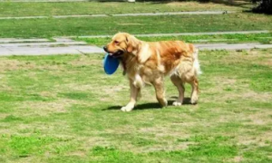 玩飞盘的狗狗品种