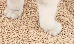猫砂是怎么做的