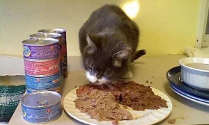 小猫一次可以吃多少罐头
