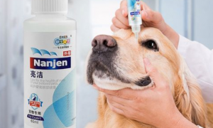 过期的眼药水可以给狗用吗