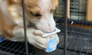 狗狗能否吃酸奶