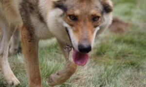 捷克狼犬在中国哪些地方可以养