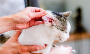 什么药能治疗猫咪耳朵发炎