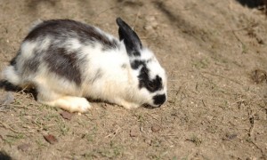 英种斑点兔一般多少斤