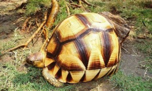 安哥洛卡陆龟能活多少年