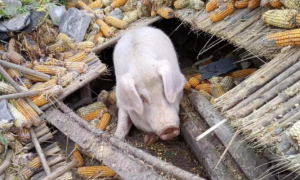 泸定地震家猪被埋废墟，存活45天后被救出