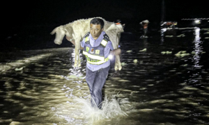羊群被困洪水中，满都拉边境派出所民警连夜救出270只羊