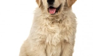 狗狗眼睛里有白色分泌物怎么处理