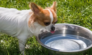狗狗只喝水不吃东西,喝了很多水又吐