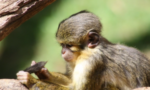 侏长尾猴是国家一级保护动物吗