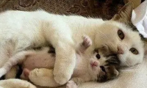 小猫被母猫压了要怎么恢复
