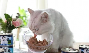 幼猫一次能吃多少罐头