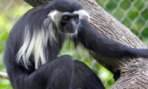 安哥拉疣猴是国家一级保护动物吗
