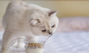 宠物猫能吃酸奶块吗