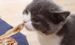 宠物猫零食吃什么